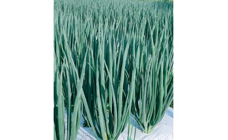 【4か月定期便】生産農家直送 京野菜・九条ねぎ2kg〈ねぎ 野菜 京都