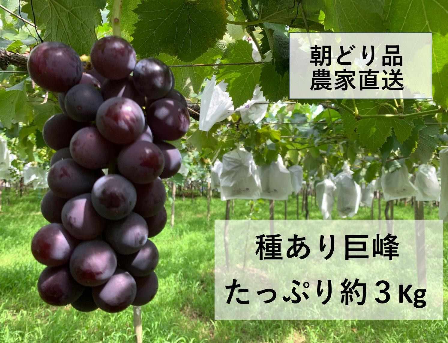 
                  【農家直送（収穫日に発送）】 種あり 巨峰 約3kg(5～8房) | 先行予約 巨峰 きょほう キョホウ 直送 新鮮 朝採れ あさどれ 朝収穫 ぶどう 約3kg 農家直送 収穫日発送 新鮮 フルーツ 果物 お取り寄せ 季節限定 愛知県 豊田市
                