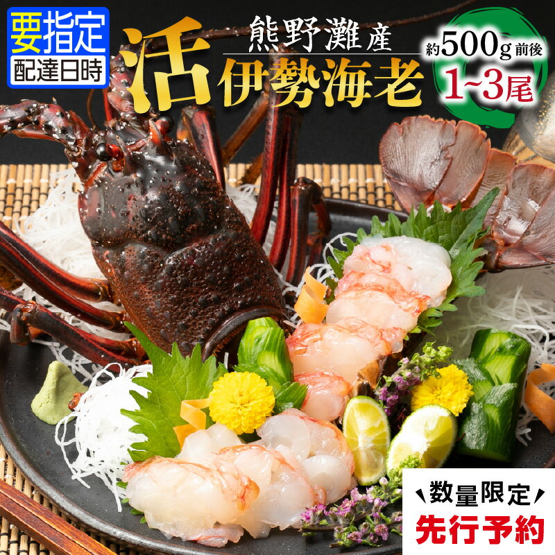 【ふるさと納税】文恵丸水産 熊野灘産活伊勢海老 御浜コース 1～3尾 約500g前後【プリプリな食感がたまらない！鮮度抜群！味で勝負！】