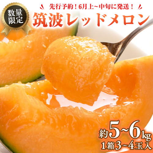 筑波レッドメロン 1箱 3玉 ～ 4玉 入り（ 約 5kg ～ 6kg ）【2027年7月上旬以降発送】 赤肉　数量限定 メロン レッド 赤肉 甘い 期間限定 産地直送 果物 フルーツ [BU002ya]