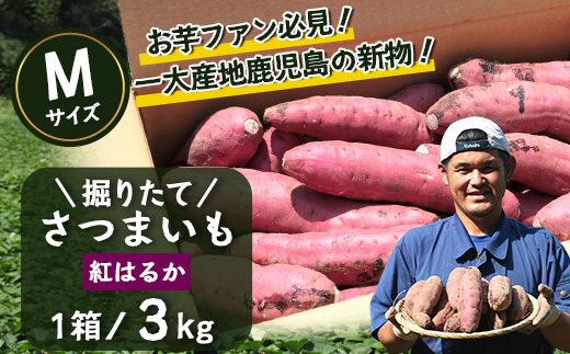 さつまいも 紅はるか 堀りたて 3kg ( 1箱 ) Mサイズ  新物 鹿児島県産 【2025年9月中旬より順次発送】