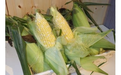 
占冠産とうもろこし15本
