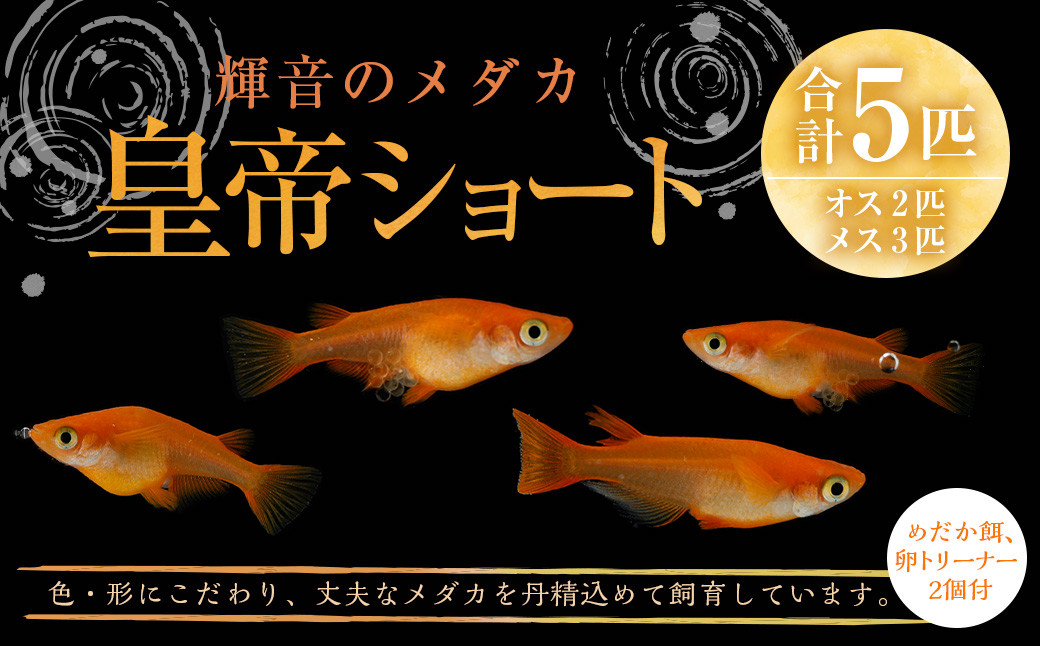 【指定日必須】輝音のメダカ 皇帝ショート 5匹セット 卵トリーナー2個 めだか餌付