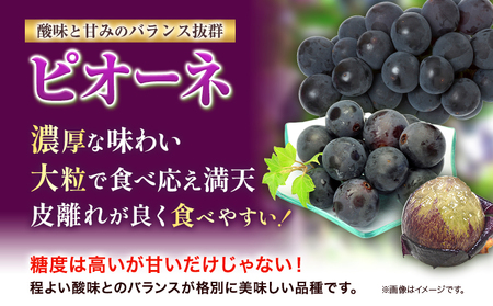 たたらみねらる 食べ比べセット  計1.3kg　シャインマスカット ピオーネ