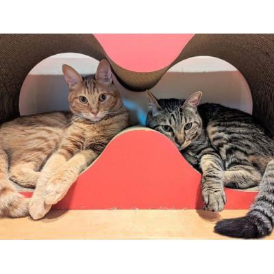 ふるさと納税 常滑市 猫の爪とぎ　メガネケース【赤】 |  | 02