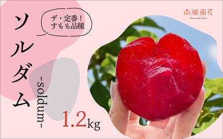 ＜2026年発送先行予約＞農家直送！すもも ソルダム約1.2kg ALPAJ007