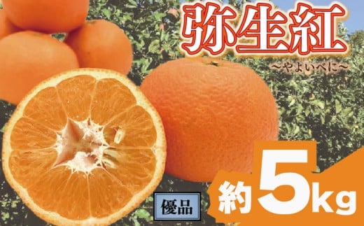 【先行予約】 完熟いよかん 【弥生紅】 (優品) 約5kg | いよかん 伊予柑 柑橘 みかん 蜜柑 mikan 檸檬 オレンジ おれんじ かんきつ 【2026年2月上旬頃から発送予定】 愛媛県 松山市 ココオ Koko'o