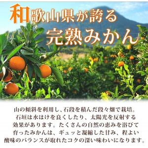 【2024年11月下旬より発送】赤秀品　紀州有田産濃厚完熟温州みかん　3kg(MorS)【日高町】【1217244】