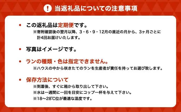 定期便 胡蝶蘭 熊本県産 ミディ 3本立ち×4回  【定期便4回】ミディ胡蝶蘭 3本立ち 洋蘭