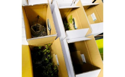 144-1233x3 苔玉 (もみじ) 2個 セット コケ 苔 【2026年3月下旬から11月上旬迄順次発送予定】