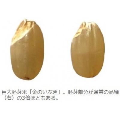ふるさと納税 横手市 【令和7年産】金のいぶき 4kg(2kg×2袋)　玄米 |  | 02