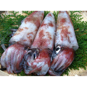 【E-79】鳥取網代港 朝獲れ直送！旬の天然魚セット【さかなや新鮮組】