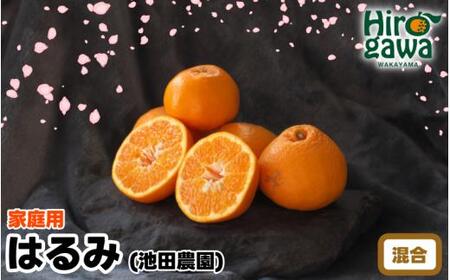 【家庭用】 はるみ 7.5kg+250g（痛み補償分） 光センサー選別 / 訳あり 有田 みかん 柑橘 果物 フルーツ 和歌山 デコポン の姉妹品種 ※2月上旬～3月下旬頃に順次発送予定 ※北海道・沖縄・離島配送不可【ikd013-c-7d5B】
