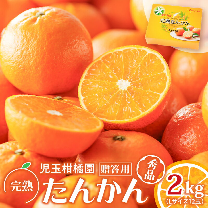 【ふるさと納税】【先行予約】 児玉柑橘園 奄美 完熟 たんかん 2kg 贈答用 〈 秀品 〉 Lサイズ 12玉 柑橘 みかん 奄美産 奄美大島産 家庭用 光センサー 果物 奄美のみかん 糖度11度以上 甘い 化粧箱 数量 期間 限定 鹿児島 奄美市 プレゼント ギフト