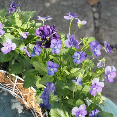 ふるさと納税 朝倉市 ビオラ・パンジーサークル35cm青系 |  | 01