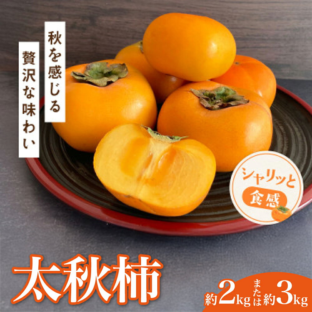 【ふるさと納税】先行予約 柿 太秋柿 2kg 3kg 【2026年10月中旬〜11月上旬頃発送予定】 かき カキ 高級 大玉 上品 甘い フルーツ 果物 国産 九州 シャリシャリ 食感 産地直送 お取り寄せ ご褒美 贅沢 秋 旬 贈答 ギフト プレゼント デザート 秋 贈答 熊本県 宇城市 くまふる