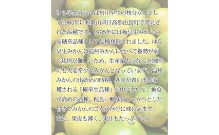 紀州和歌山有田産 ゆら早生みかん 5kg【ミカン 蜜柑 柑橘 温州みかん わせみかん】_G7097