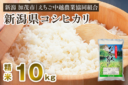 【令和7年産】新潟産コシヒカリ なんかん育ち「こしひかり米」精米10kg 《順次出荷》 白米 特別栽培米 えちご中越農業協同組合