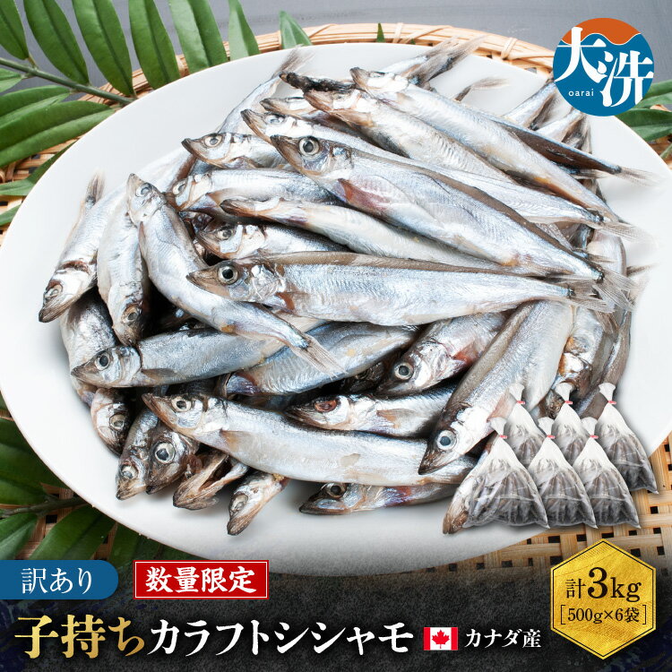【数量限定！】 子持ち カラフトシシャモ 3kg (500g×6袋) 訳アリ シシャモ ししゃも カラフトししゃも 大洗 規格外 訳あり わけあり 傷 すぐ発送