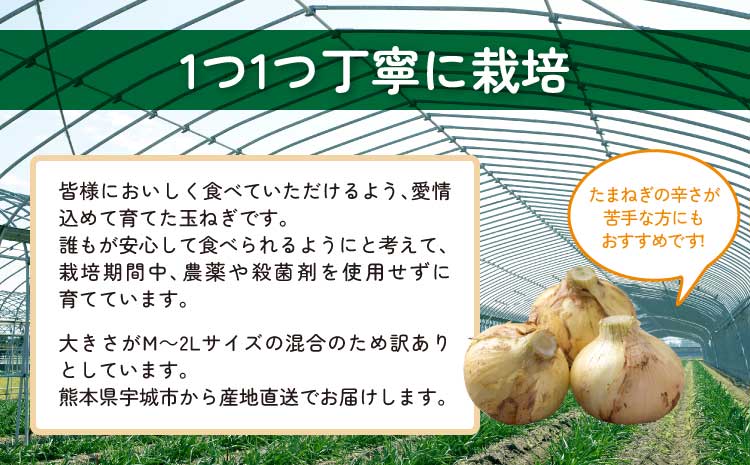 新玉ねぎ 約5kg 訳あり【2026年2月中旬～3月上旬発送】 玉ねぎ たまねぎ 国産 野菜 春野菜 無農薬 サイズ混合 産地直送 産直 数量限定 季節限定 木戸口菜園