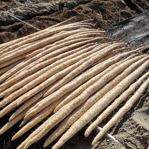 那須町産 自然薯 2kg 化粧箱入り ◇ | とろろ〔P-352〕 ※2026年12月～発送