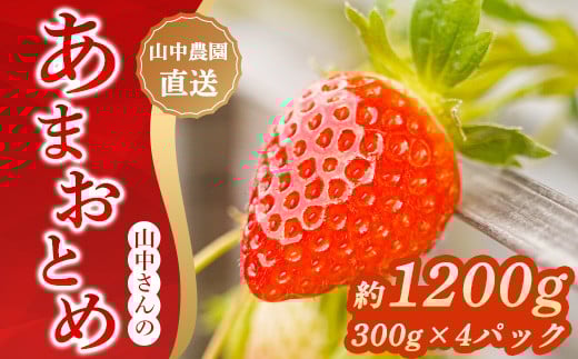 
            【中土佐町産】山中さんの「いちご」（あまおとめ 4パック）
          