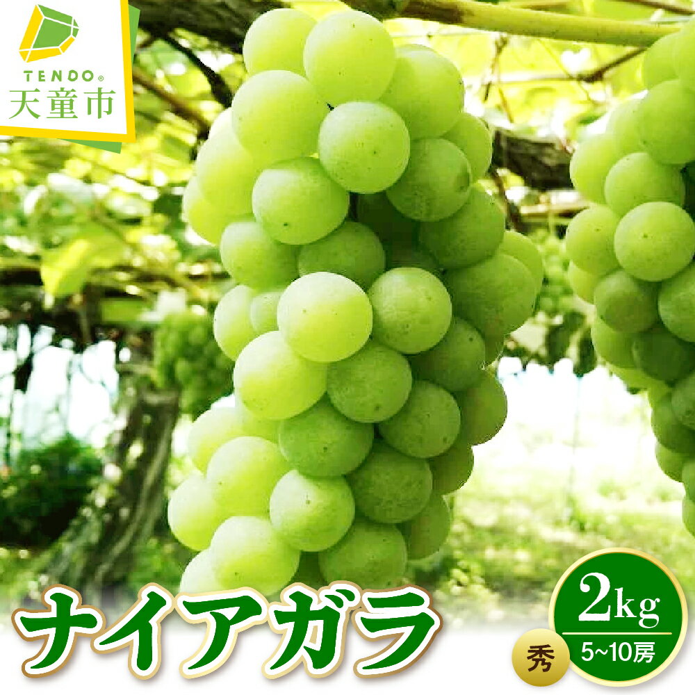 【ふるさと納税】 ぶどう ( ナイアガラ ) 2kg 秀 令和8年産 先行予約 2026年 果物 くだもの 葡萄 デザート フルーツ 旬 冷蔵 のし 贈答 お取り寄せグルメ 山形 産地直送 送料無料 【 山形県 天童市 】