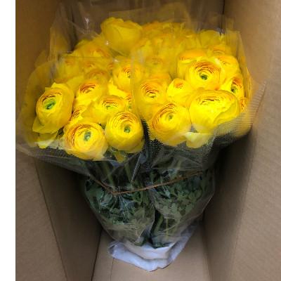 ふるさと納税 東かがわ市 ラナンキュラス「てまり(黄系色)」切花50本 |  | 01