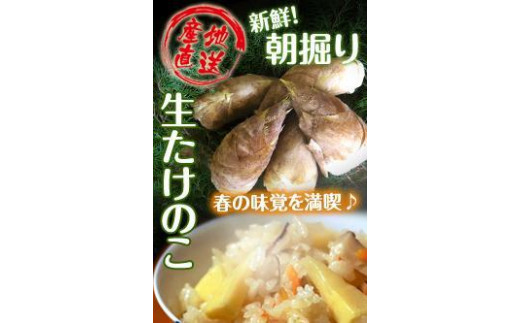 
                  たけのこ 和歌山県産 朝堀り筍 約4kg ぬか付き
                