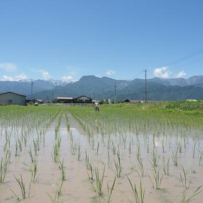 ふるさと納税 池田町 生命力溢れる健やか米!栽培期間中農薬・化学肥料不使用　はぜ掛け(天日干し)コシヒカリ　玄米 10kg |  | 03
