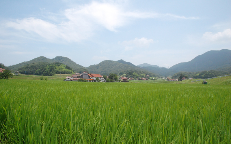 邑南コシヒカリ（白米）5kg