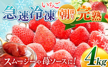完熟・急速冷凍いちご 4kg | 2週間以内に発送