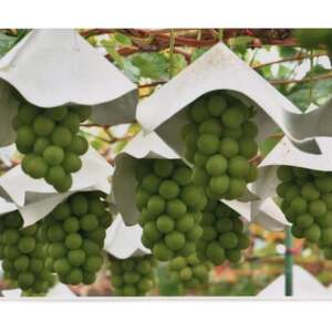 【2026年発送　先行受付】山梨直送!!シャインマスカット 2～3房(1.2kg以上)【配送不可地域：離島・沖縄県】【1695520】