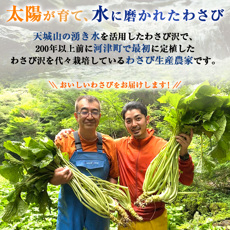 伊豆天城産 生わさび 2本 計150g 調味料 薬味 わさび 山葵 生山葵 ワサビ 生ワサビ 刺身 寿司 新鮮 河津町産 静岡県産