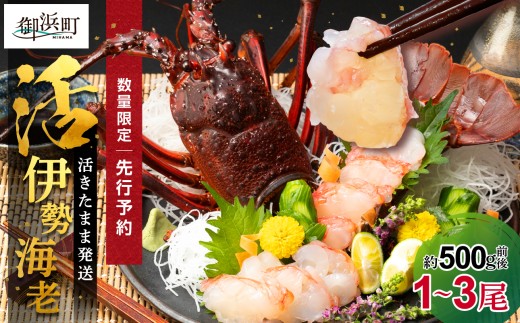 ［日付指定できる！］文恵丸水産の熊野灘産活伊勢海老　御浜コース 1～3尾 約500g前後【魚介 伊勢えび 伊勢海老 海老 えび 活き 三重県 御浜町】