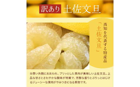 【先行予約】高知県産 訳あり 土佐文旦 約20kg 〈2027年1月下旬頃から発送〉 / 傷 シミの訳あり  大容量 【株式会社　四国健商】[ATAF150] 支援 支援品