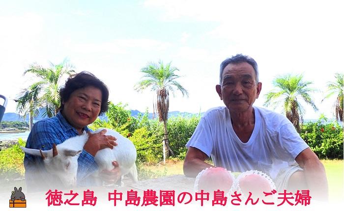 《今が旬！》とくのしま中島農園さんのパッションフルーツ2kg ( パッションフルーツ 果物 フルーツ 旬 トロピカルフルーツ 奄美 徳之島 鹿児島 美味しい 中島農園 )