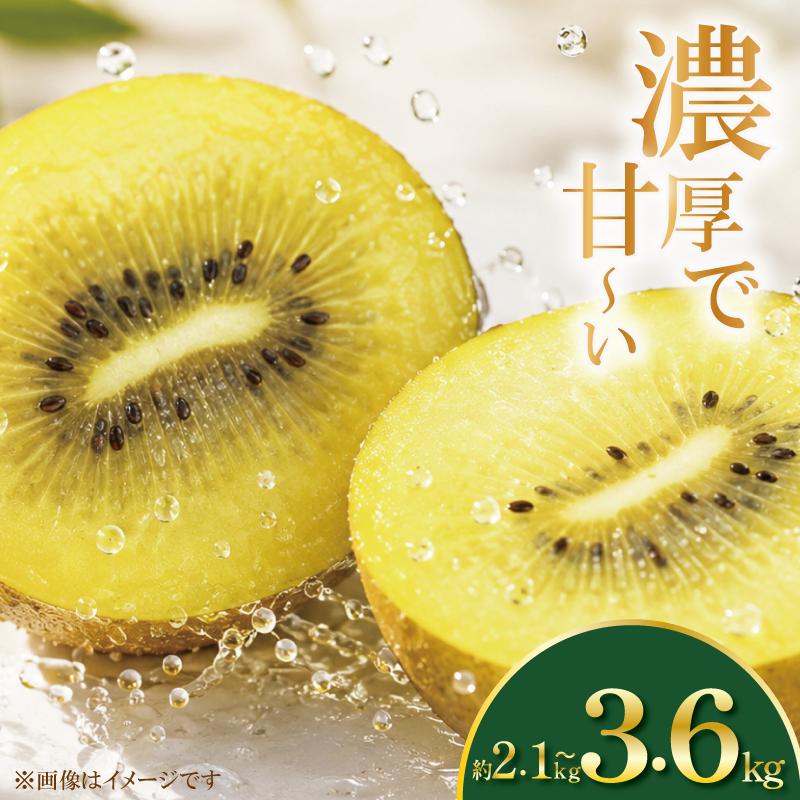 
                  訳あり ゴールドキウイ 先行予約 約2.1～3.6kg 2026年11月上旬～ イエロージョイ  国産キウイフルーツ キウイフルーツゼリー キウイフルーツジュース キウイフルーツジャム キウイフルーツタルト キウイフルーツビタミンC キウイフルーツ追熟 キウイフルーツ訳あり キ プレゼント 贈答 送料無料 徳島県 吉野川市 くゆな農園
                