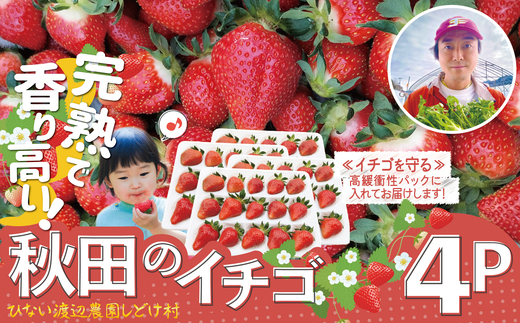 【完熟で香り高い！】秋田のイチゴ４P 180P3401 / 東北 秋田 大館 野菜 新鮮 農産物 農家 果物 いちご イチゴ フルーツ くだもの 農産物 産直 はるみ 夏のしずく すずあかね 農家直送