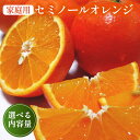 【ふるさと納税】【先行予約】＼選べる内容量／【春の美味】【農家直送】爽快カンキツ　セミノールオレンジ（ご家庭用） ※2025年4月上旬～4月下旬頃に順次発送予定 ※沖縄・離島への配送不可