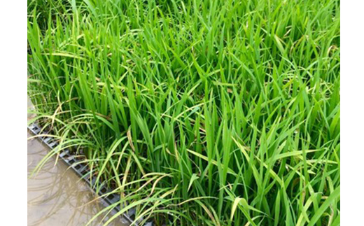 【令和7年産新米・早期受付】四万十清流の自然米　白米5kg( コシヒカリ) 国産 新米 予約 こしひかり コシヒカリ 5kg 令和7年 2025年 自然米 精米 白米 米 おこめ こめ ご飯 ごはん 