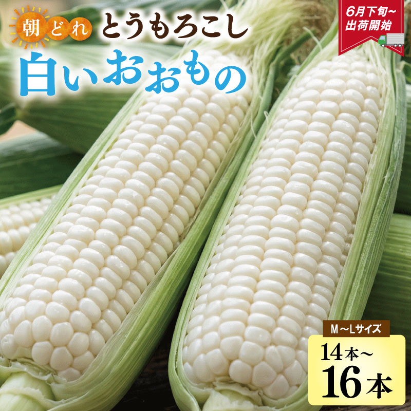 【ふるさと納税】北山さんちの新鮮 とうもろこし 白いおおもの 14〜16本（約6kg以上） M〜Lサイズ ホワイトコーン 白いトウモロコシ フルーツコーン 朝採り キャンプ BBQ 人気 トウモロコシ 生 野菜 産地直送 朝どれ 甘い 期間限定 国産 旬 夏野菜 kn3