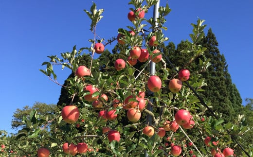 【数量限定・期間限定】90P3402　秋田限定りんご「秋田紅あかり」5kg