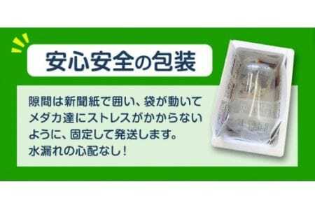 ミックス めだか 5種以上 計20匹+死着保障1匹 喜来めだか《30日以内に出荷予定(土日祝除く)》【配送不可地域あり】喜来めだか 徳島県 美馬市 めだか 生き物 旧喜来小学校 改良めだか専門店 鑑賞