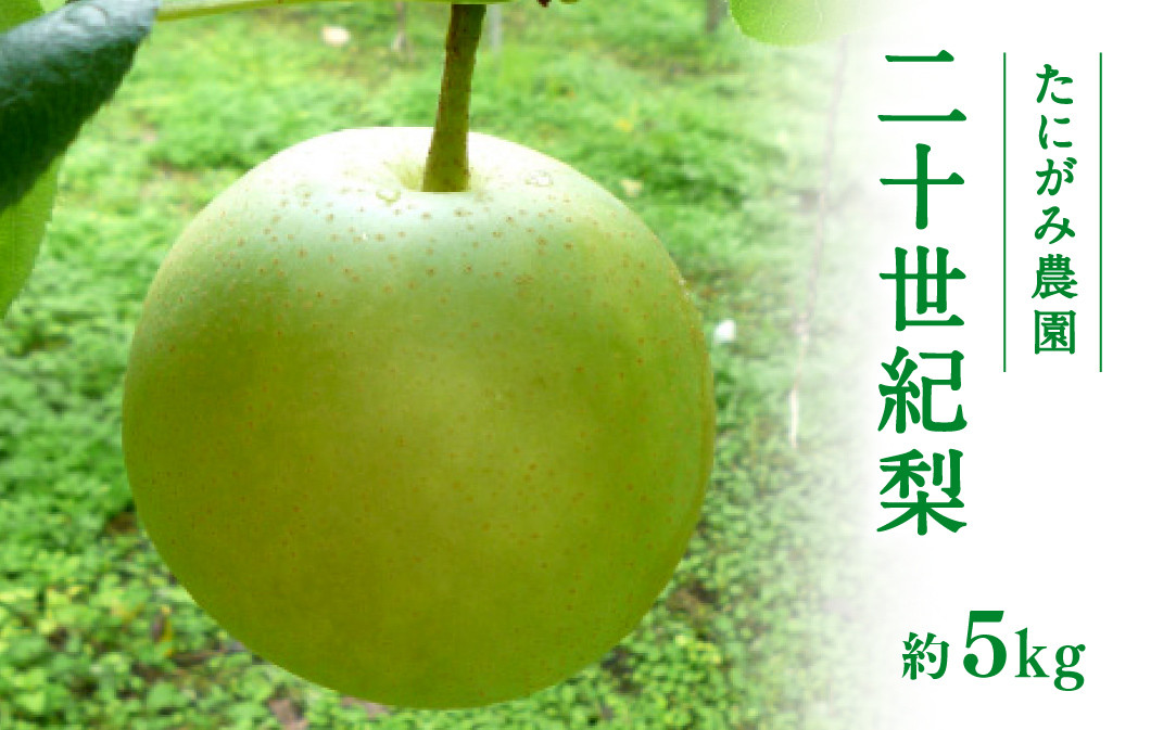 
                  【先行予約】たにがみ農園 二十世紀梨 5.0kg(12～18玉) 梨 なし フルーツ 果物 くだもの 鳥取県 佐治 梨 なし ナシ
                