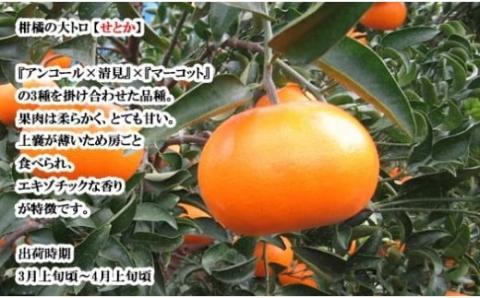 せとか 約 3kg 10玉 ~ 15玉 ( L ~ 3L ) 【3月上旬から発送予定】 期間限定 愛媛県産 みかん  希望の島