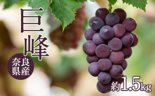 巨峰【2026年9月上旬から発送】ぶどう 巨峰1.5kg 奈良県吉野町/山本観光ぶどう園 [BRBI001]｜ぶどう ブドウ 葡萄 グレープ 巨峰 きょほう フルーツ 果物 果実 くだもの スイーツ デザート