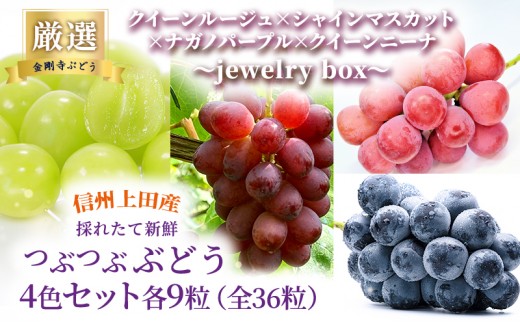 
                  厳選！クイーンルージュ(R)×シャインマスカット×ナガノパープル×クイーンニーナ jewelry box 信州上田産 金剛寺ぶどう 36粒 つぶつぶぶどう 4色 セット 詰め合わせ ぶどう マスカット フルーツ 旬の果物 長野 [№5312-1488]
                