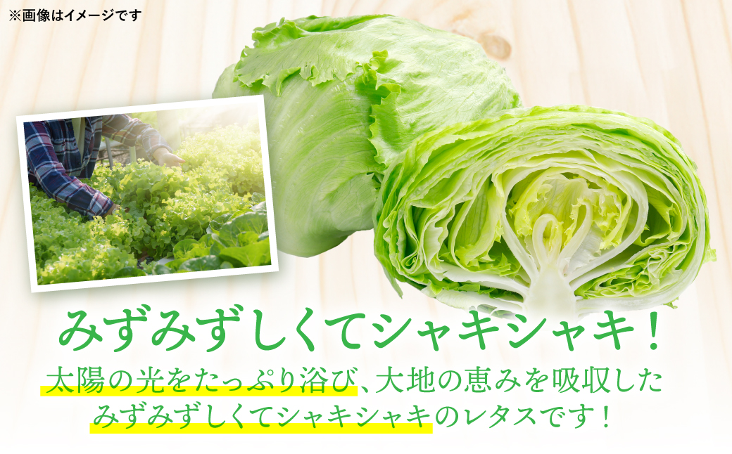 【先行予約】 レタス10kg (10玉～14玉) 野菜 葉物 やさい サラダ 付け合せ 新鮮 産地直送 冷蔵 【2025年11月中旬より順次発送】