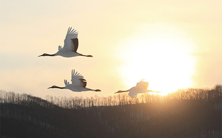【期間限定！寄附額改定↓！】【北海道釧路市】長期滞在向け 長期滞在物件 割引券 50,000円分 移住 二拠点 生活 ワーケーション チケット マンション 釧路 道東 避暑 花粉ゼロ ちょっと暮らし 